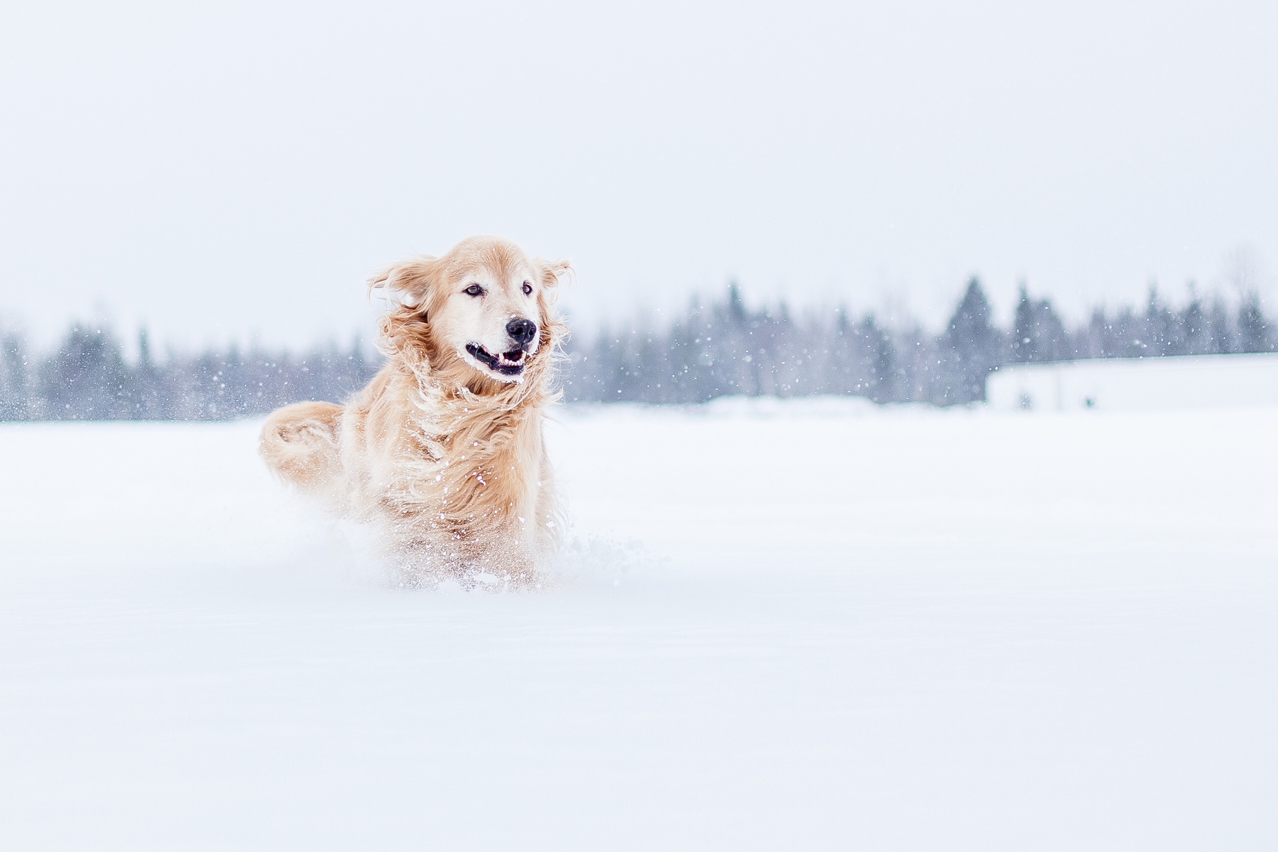 Snow Dog