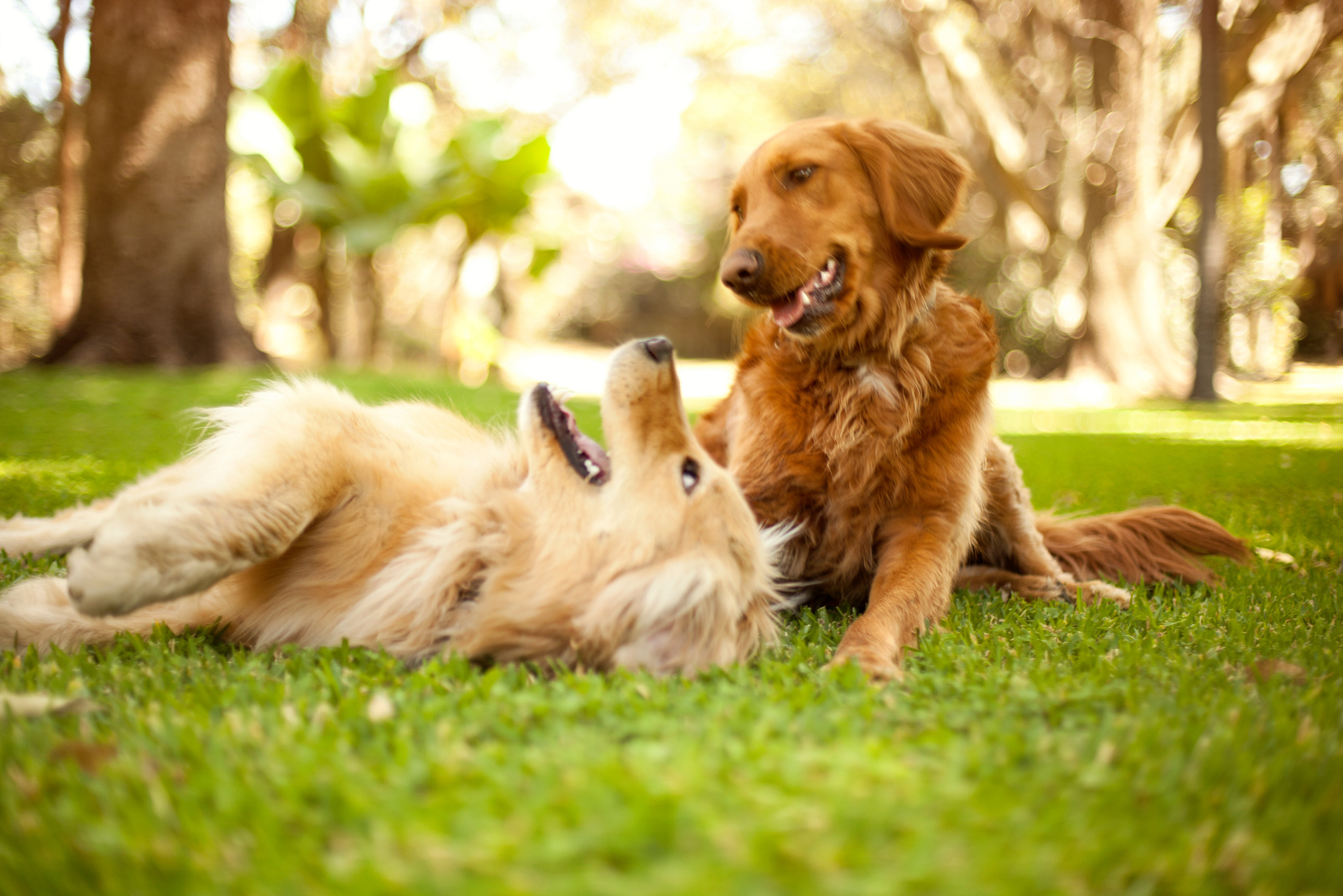 Dogs playing